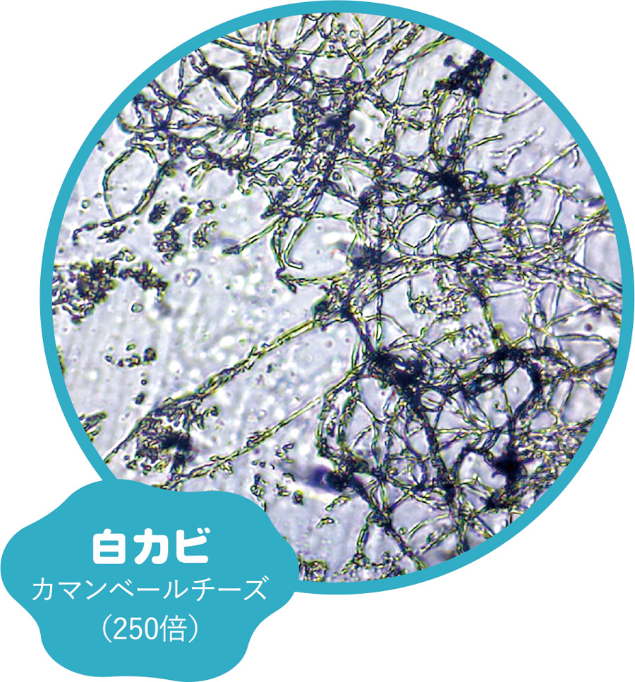 画像「白カビ」