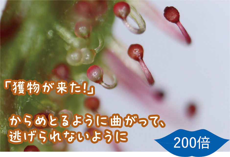 画像:モウセンゴケ類