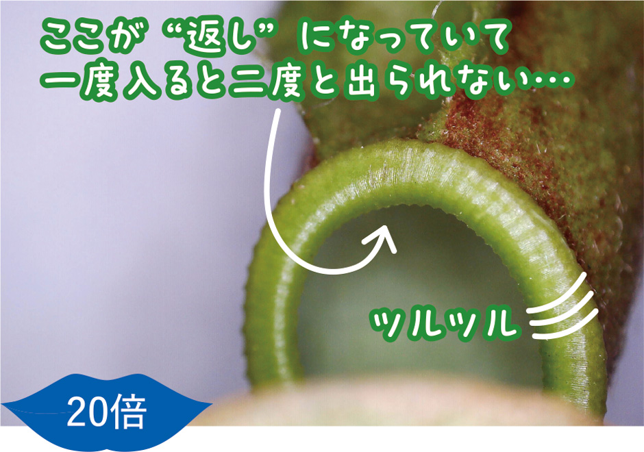 画像:ウツボカズラ類
